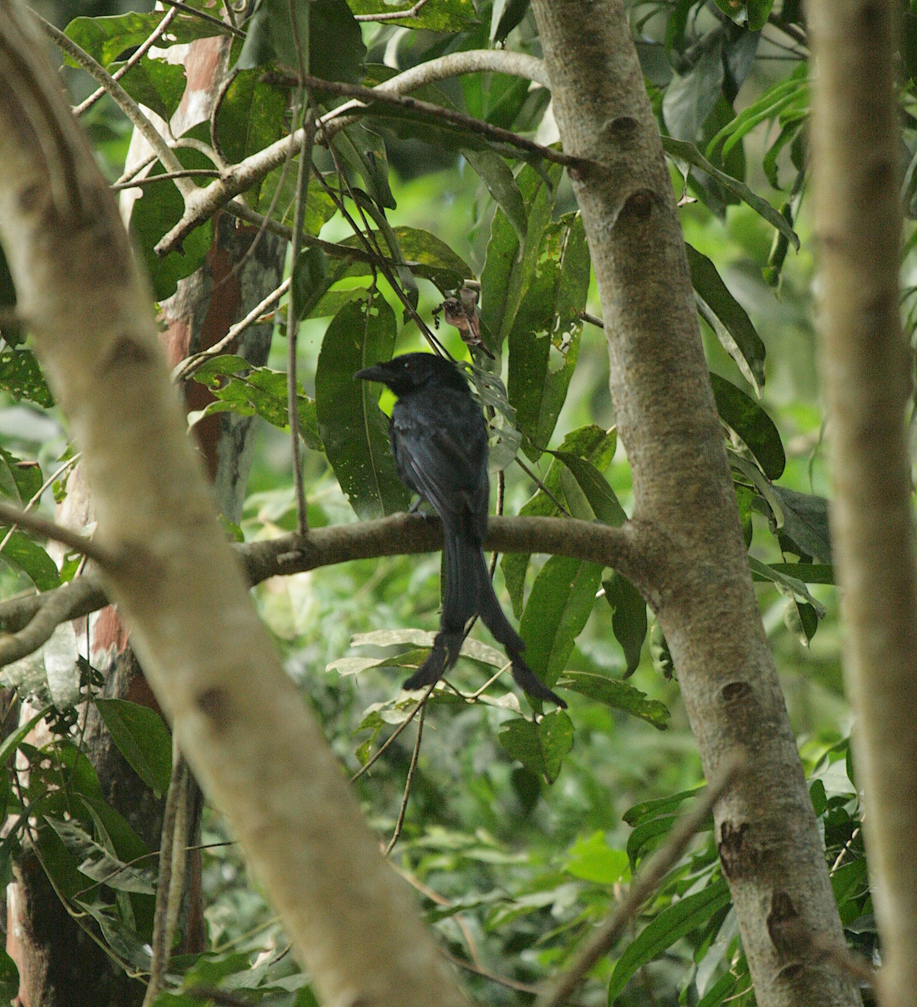 Mayotte Drongo (Dicrurus waldenii), photo 1