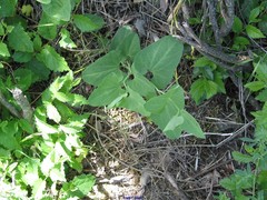 Aristolochia paucinervis