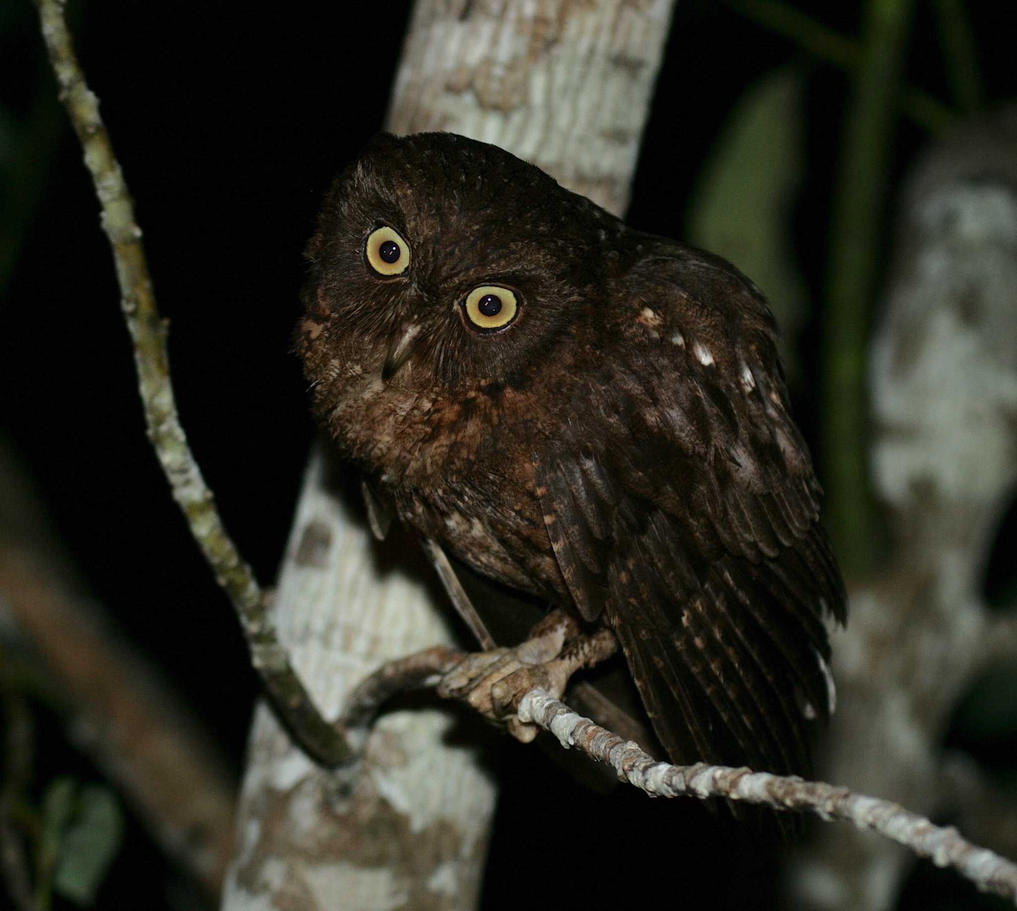 Mayotte Scops Owl illustration