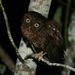 Mayotte Scops-Owl - Photo (c) Mikael Bauer, some rights reserved (CC BY-NC), uploaded by Mikael Bauer