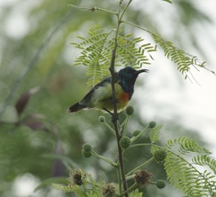 Cinnyris coquerellii