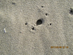 Anoteropsis litoralis