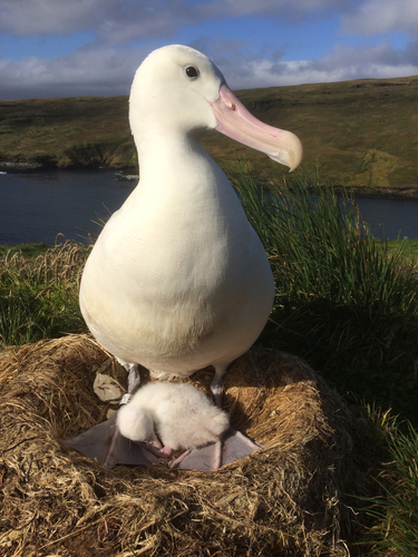 Snowy Albatross, Chemin de Chêvres, French Southern Territories, TF, photo 9 of 10