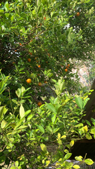 Citrus × aurantium