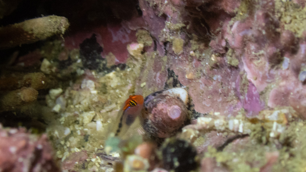 Panamic redhead goby (Elacatinus puncticulatus) — Gobiidae