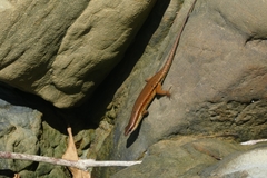 Eutropis rudis