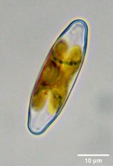 Staurophora columbiana
