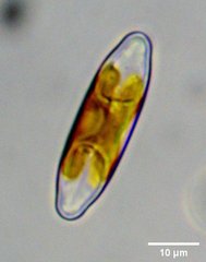 Staurophora columbiana