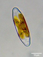 Staurophora columbiana