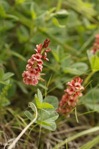 Trifoliate Indigofera (Indigofera dimidiata)