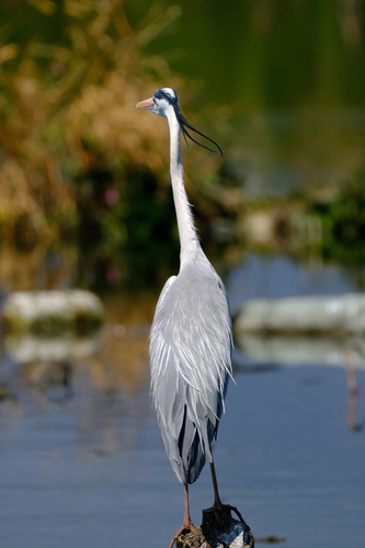 Grey Heron