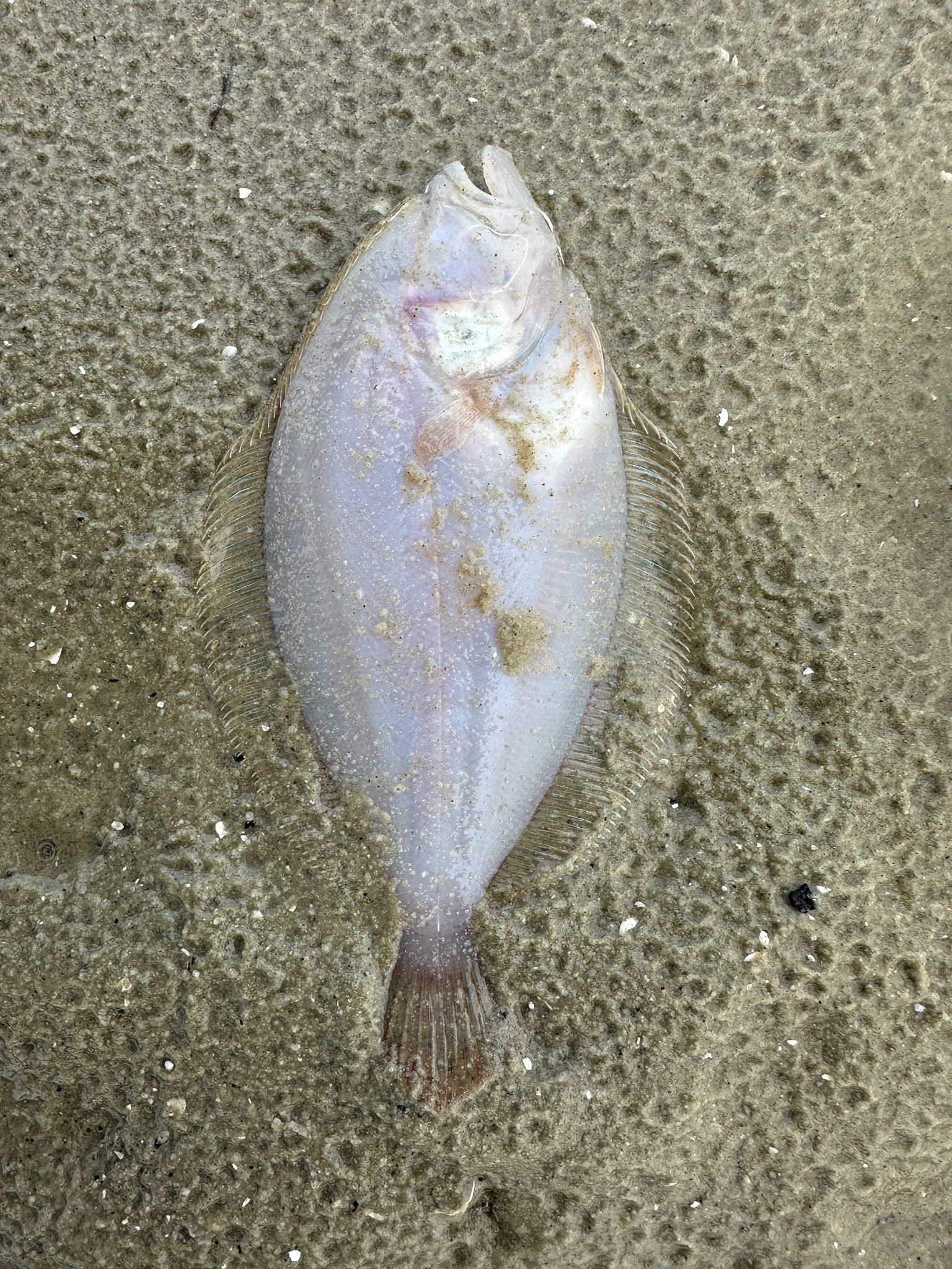 Malayan Flounder photo 4