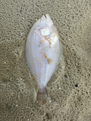 Malayan Flounder photo 2