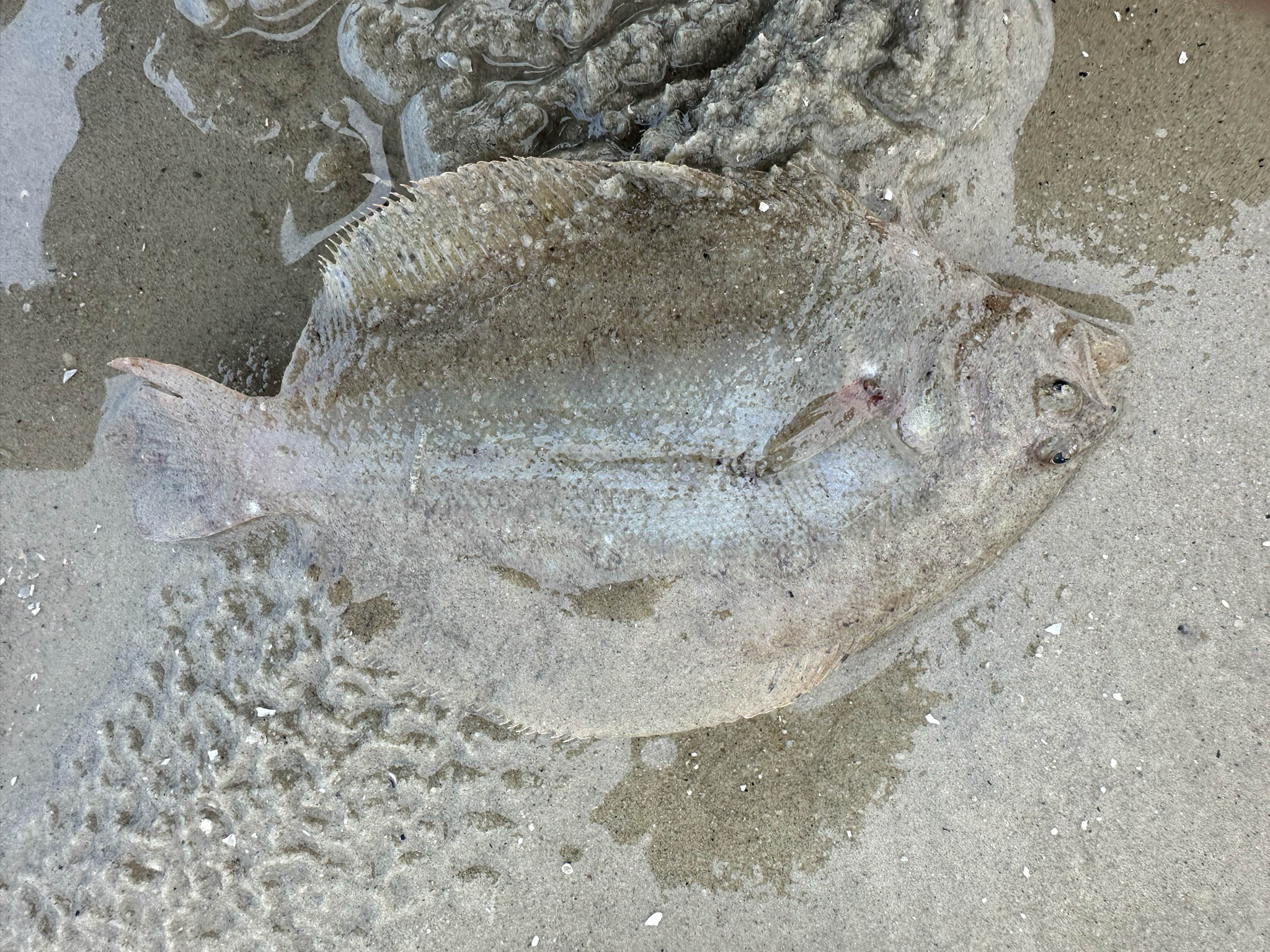 Malayan Flounder photo 3