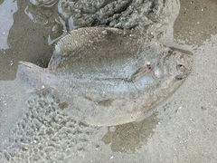 Malayan Flounder photo 1