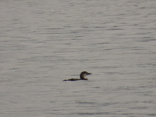 Common Loon