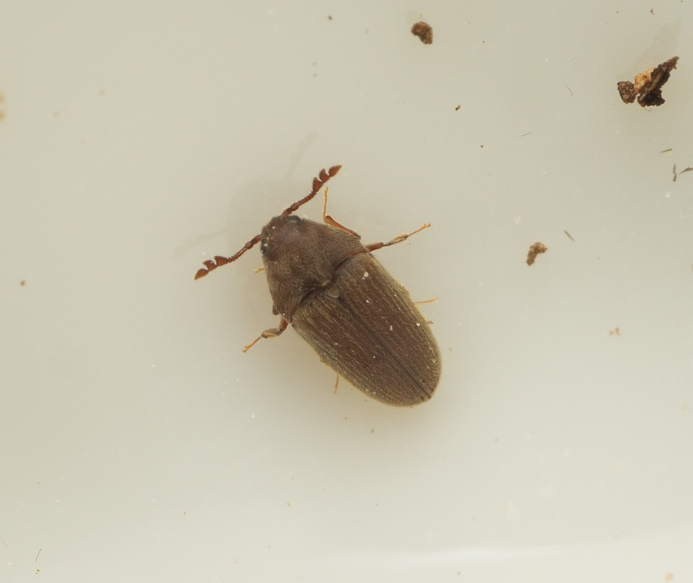 Trixagus leiseigneuri
