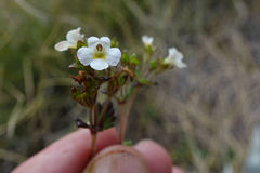 Euphrasia australis