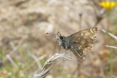 Carcharodus tripolina