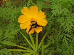 Bombus transversalis