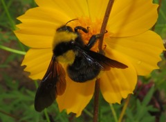 Bombus transversalis
