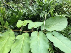 Piperales