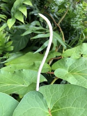 Piperales