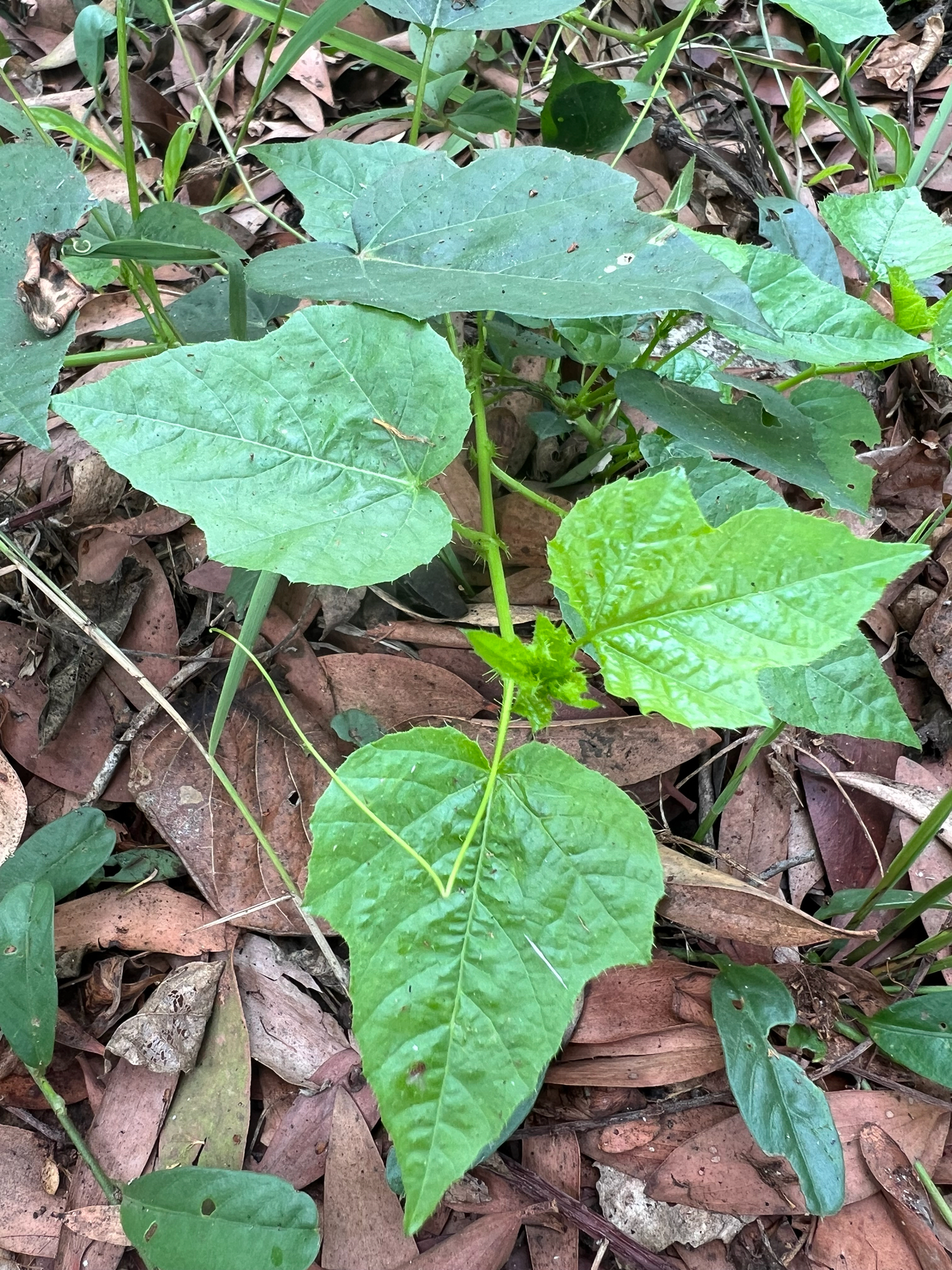 Passiflora vesicaria (Passiflora vesicaria)