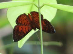 Parvospila lucianus