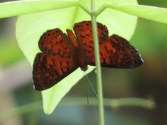 Parvospila lucianus