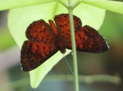 Parvospila lucianus