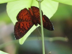 Parvospila lucianus
