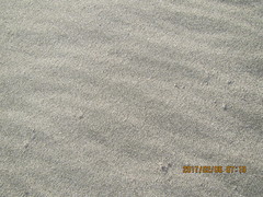 Anoteropsis litoralis