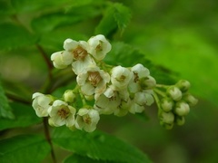 Sorbus sambucifolia