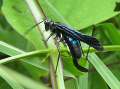 Aganacris nitida