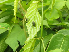 Caraguata sublimbata