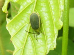 Caraguata sublimbata