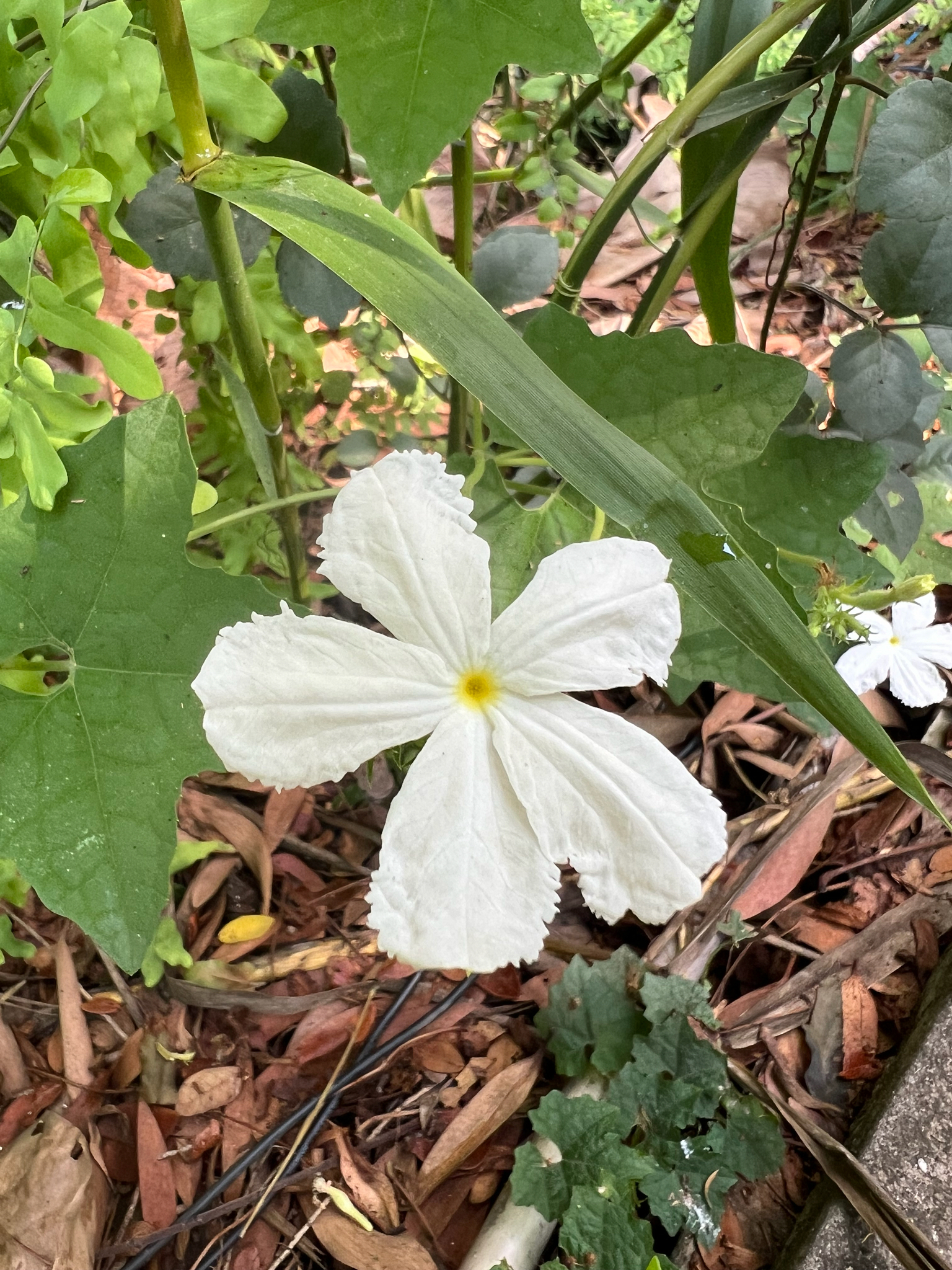 Trichosanthes costata — ảnh 2