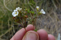 Euphrasia australis