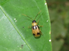 Neobrotica
