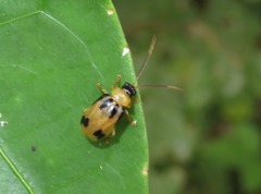 Neobrotica