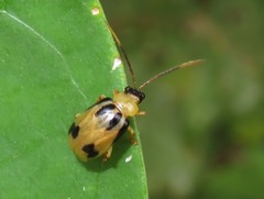 Neobrotica