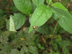 Neobrotica