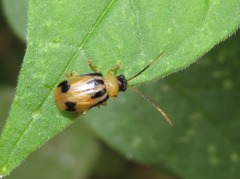 Neobrotica