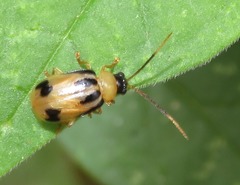 Neobrotica