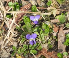 Viola hirta