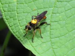 Lampria clavipes