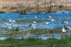 Chroicocephalus ridibundus