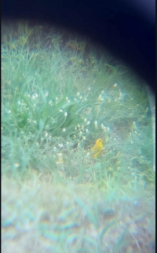 Saffron Finch