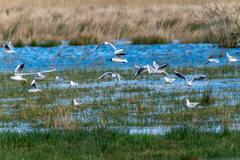 Chroicocephalus ridibundus